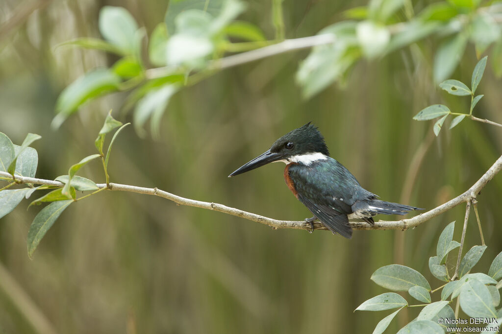 Green Kingfisher