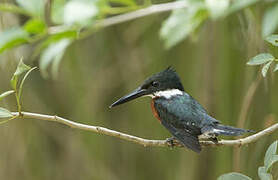 Green Kingfisher