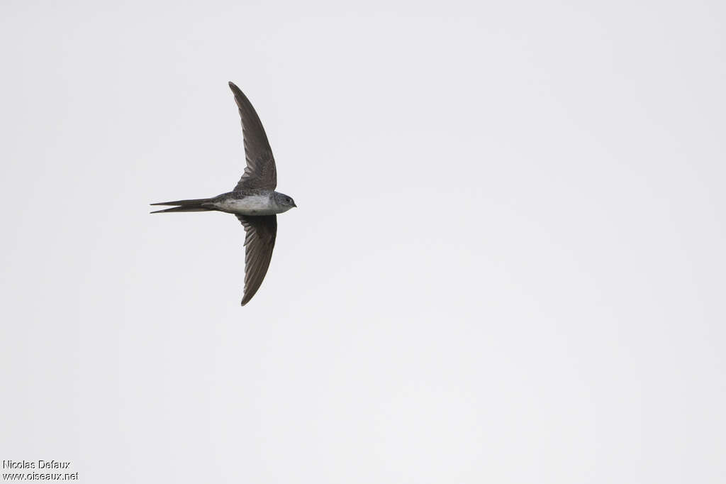 Neotropical Palm Swift, Flight