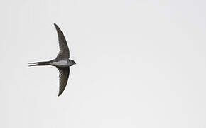 Fork-tailed Palm Swift