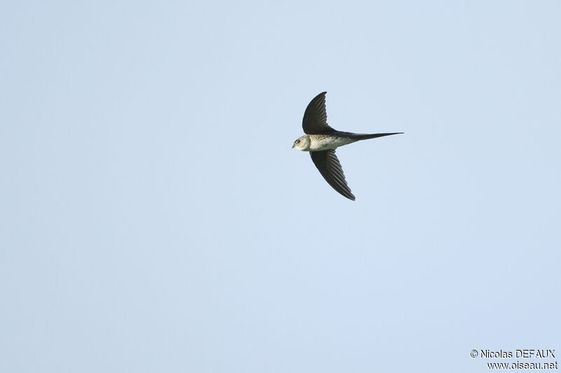 Fork-tailed Palm Swift, Flight