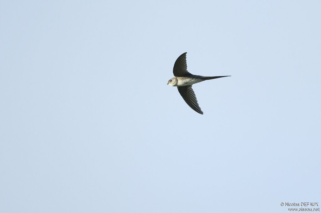 Fork-tailed Palm Swift, Flight