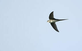 Neotropical Palm Swift