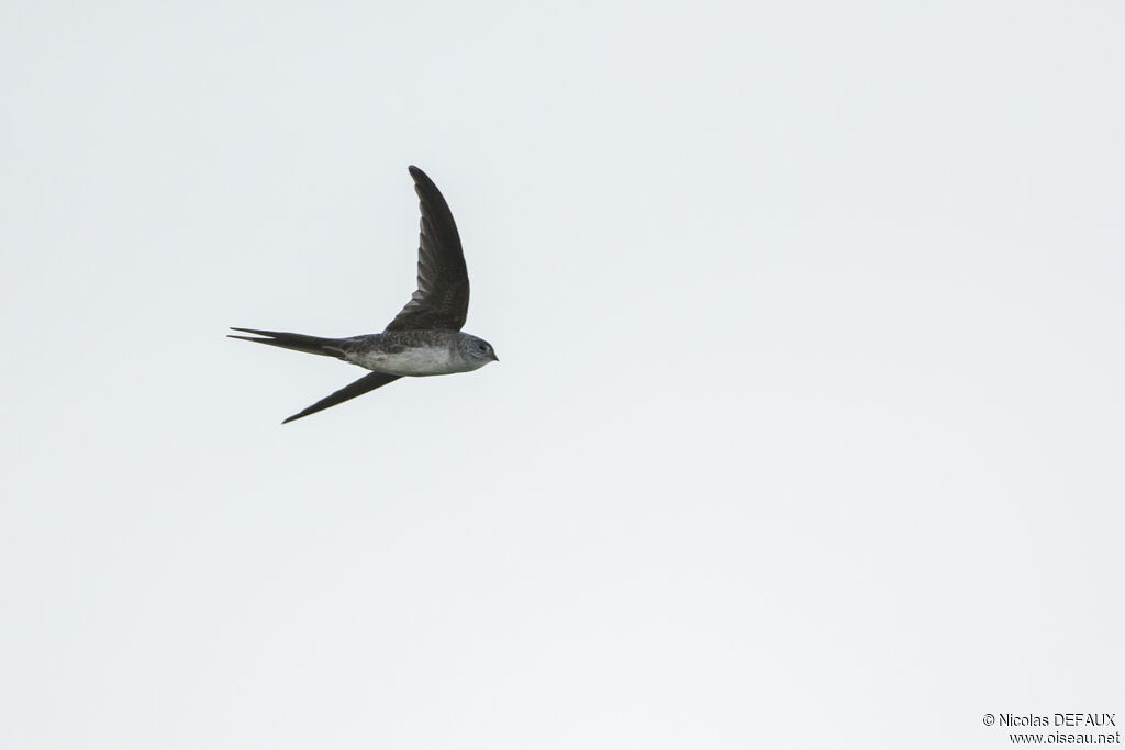 Fork-tailed Palm Swift, Flight