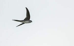 Neotropical Palm Swift