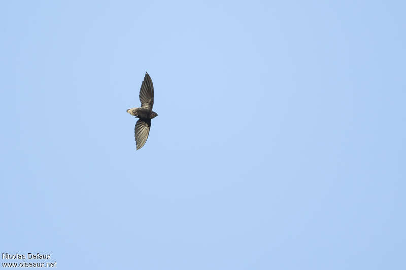 Short-tailed Swift, pigmentation, Flight