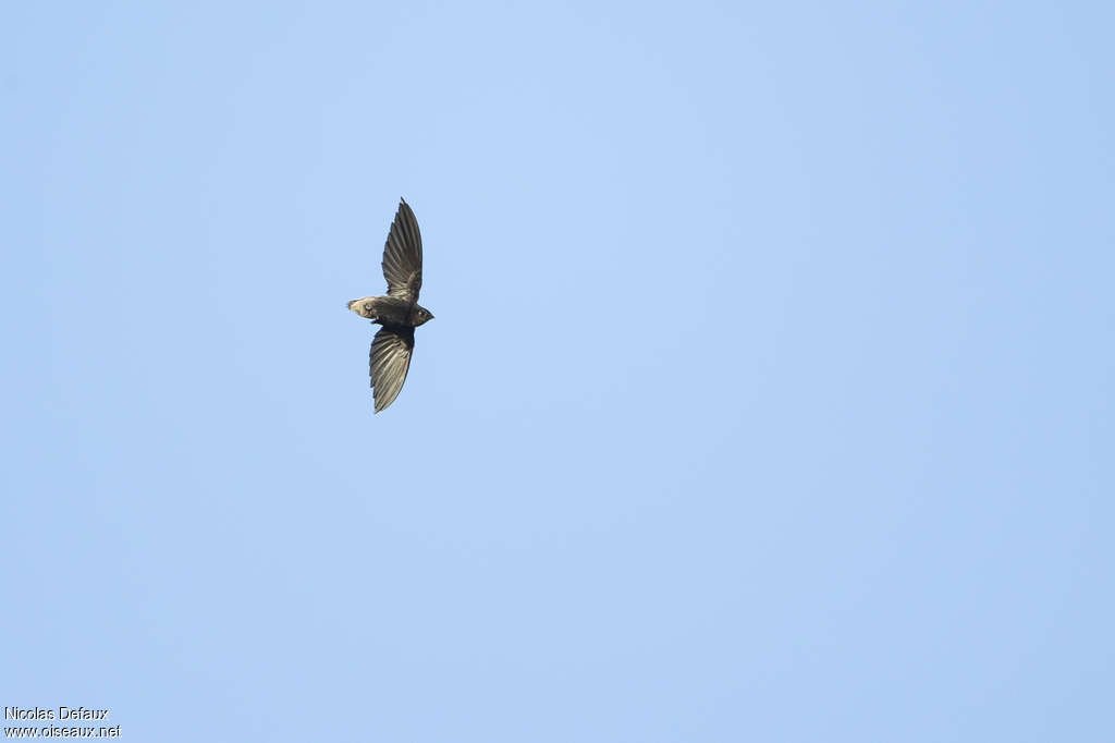 Short-tailed Swift, pigmentation, Flight