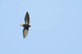 Short-tailed Swift