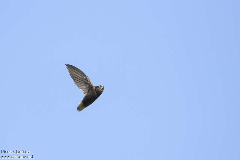 Short-tailed Swiftadult, identification, Flight