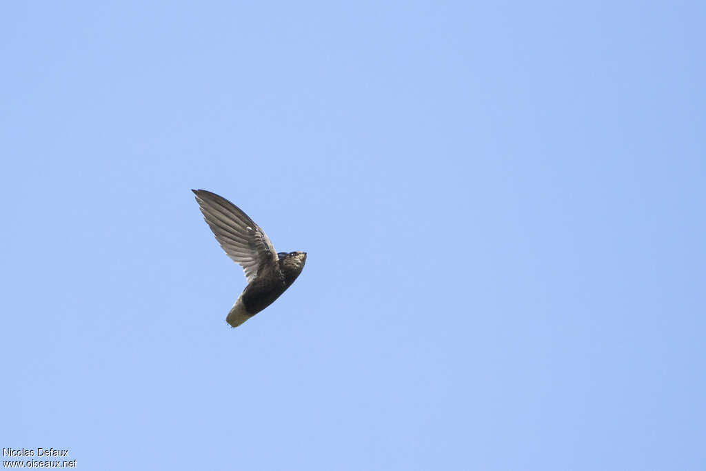 Short-tailed Swiftadult, identification, Flight