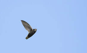 Short-tailed Swift