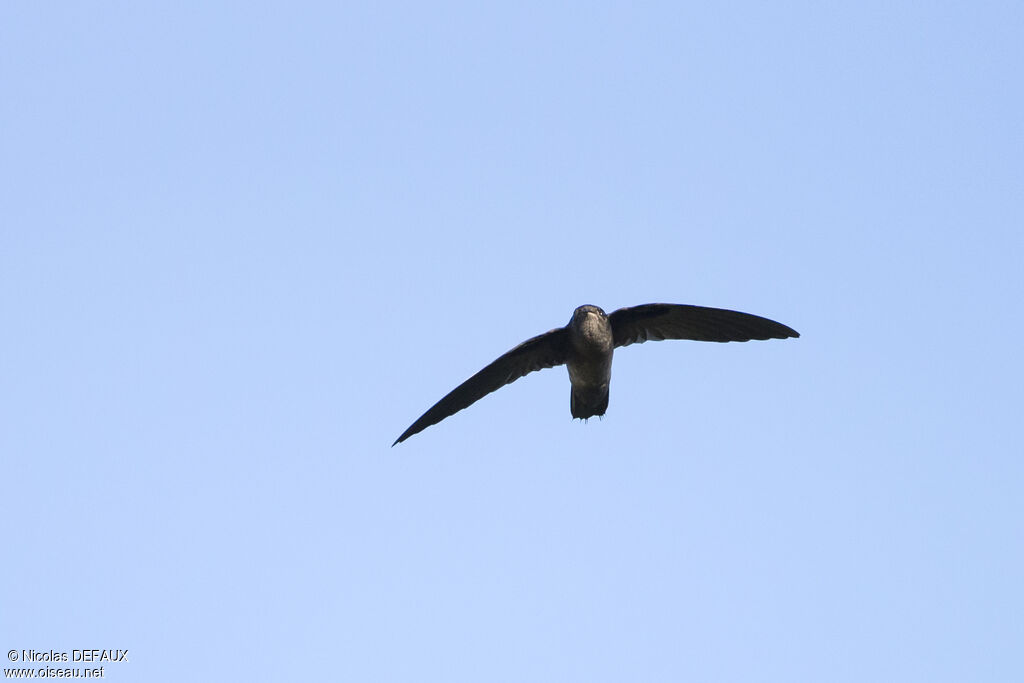 Band-rumped Swift, Flight, eats