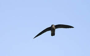 Band-rumped Swift