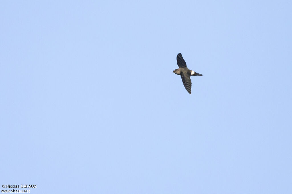 Band-rumped Swift, Flight, eats