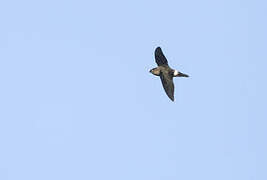 Band-rumped Swift