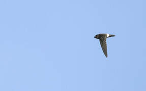 Band-rumped Swift