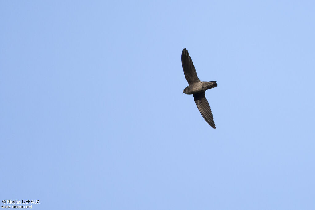 Band-rumped Swift, Flight, eats