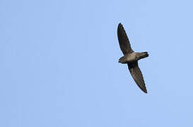 Band-rumped Swift