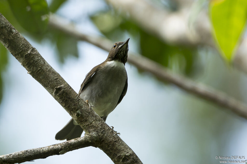 White-necked Thrush