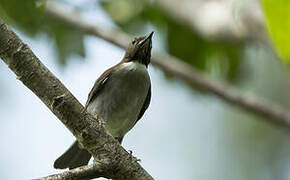 White-necked Thrush