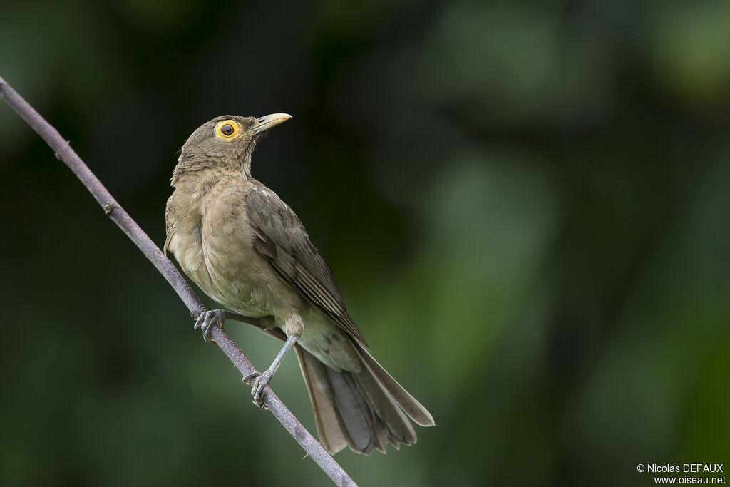 Merle à lunettes, identification