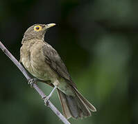 Spectacled Thrush