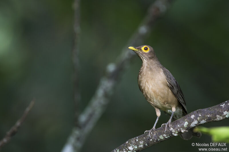 Spectacled Thrush, close-up portrait