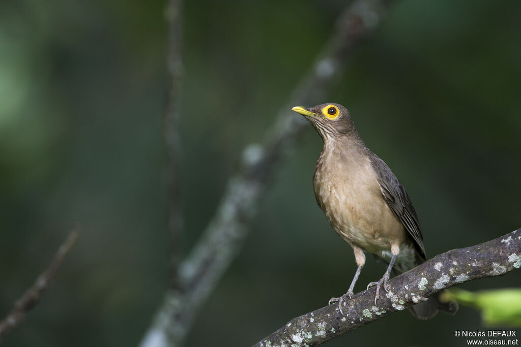 Spectacled Thrush, close-up portrait