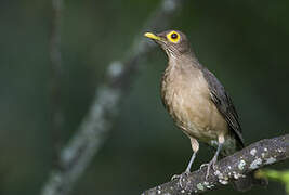 Spectacled Thrush