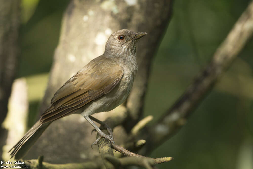 Pale-breasted Thrushadult, identification