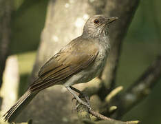 Pale-breasted Thrush