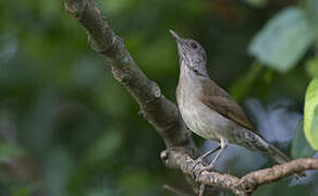 Pale-breasted Thrush