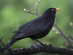 Common Blackbird