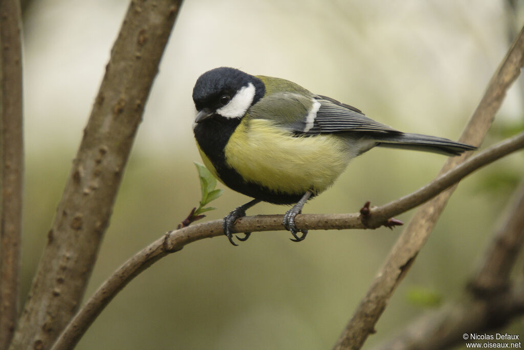 Great Tit