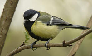 Great Tit