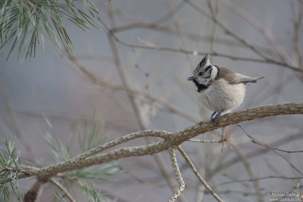 Mésange huppée