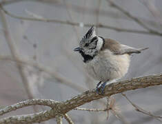 Crested Tit