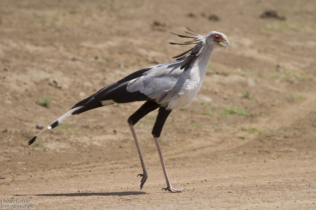 Secretarybirdadult, identification