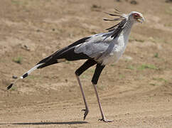 Secretarybird