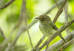 Helmeted Pygmy Tyrant