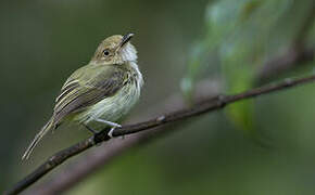 Helmeted Pygmy Tyrant