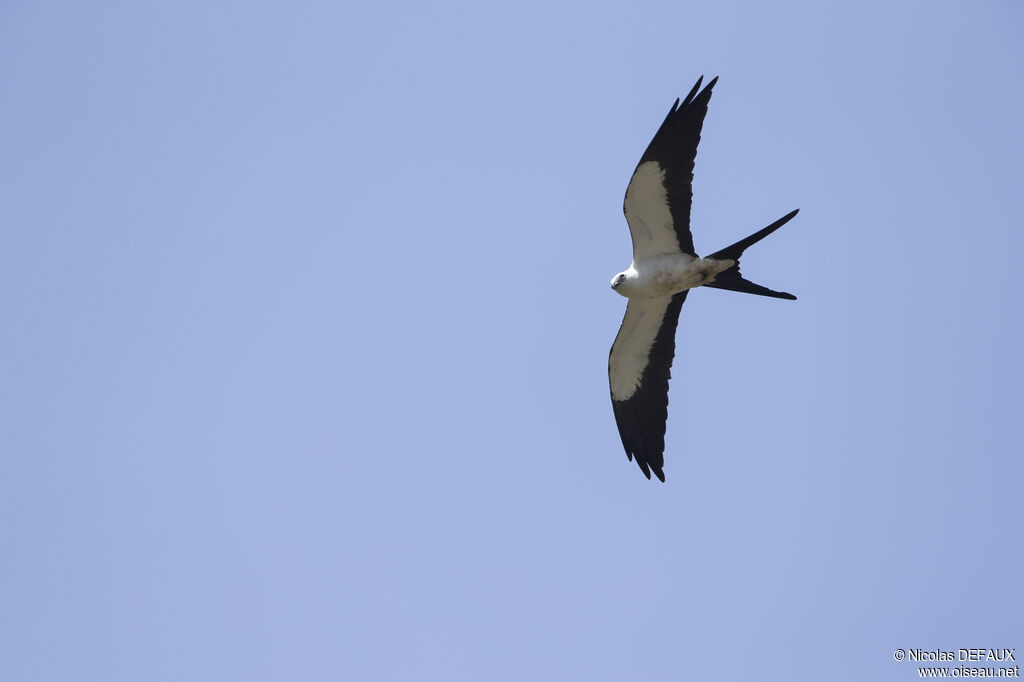 Swallow-tailed Kiteadult, Flight