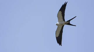 Swallow-tailed Kite