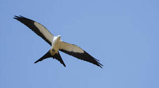 Swallow-tailed Kite