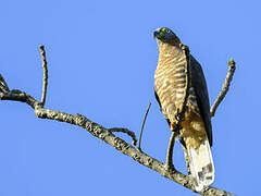 Hook-billed Kite