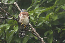 Double-toothed Kite