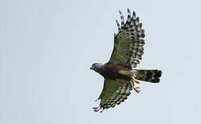 Double-toothed Kite