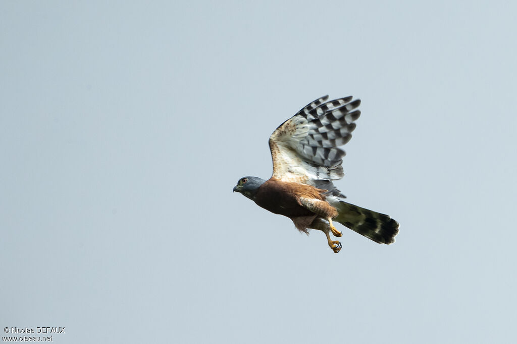 Double-toothed Kite, Flight