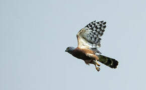 Double-toothed Kite