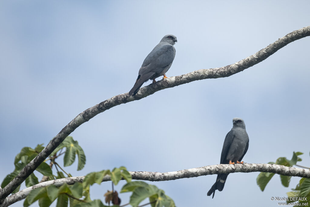 Plumbeous Kite